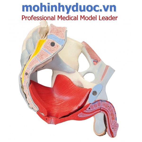 Âm đạo cấu tạo vị trí và chức năng với cơ thể