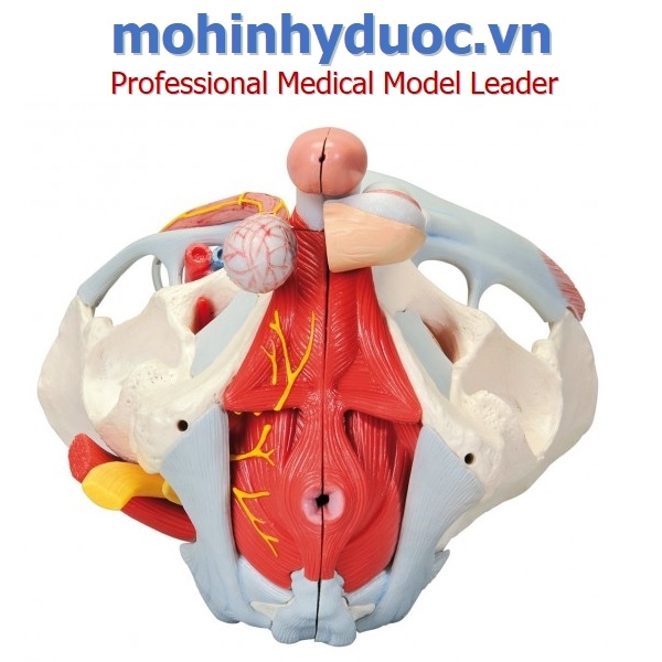 Sinh Lý Sinh Dục Nam physiology Of Male Reproductive System Update 2021   Khám Bệnh ở Đà Nẵng