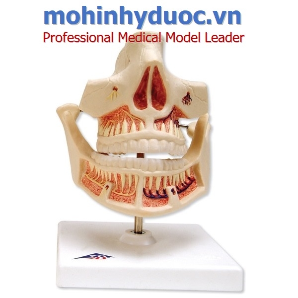 MÔ HÌNH HÀM RĂNG – 1001247 – 3B SCIENTIFIC