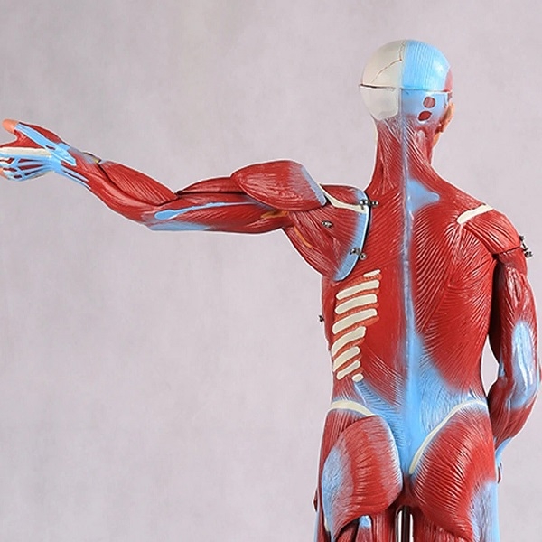 Khám phá mô hình giải phẫu hệ cơ và nội tạng người để có kiến thức mới về cơ thể. Đây là cơ hội vàng để bạn tìm hiểu về các hệ thống và cơ quan nội tạng trong cơ thể con người, từ đó bạn có thể chăm sóc sức khỏe một cách tốt hơn. Hãy để khoa học giúp bạn thấy được vẻ đẹp của sự hoạt động của cơ thể mình.
