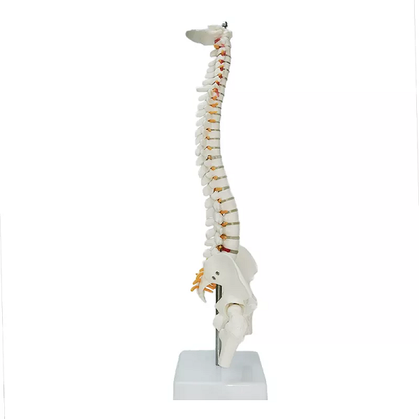 Mô hình xương cột sống 45cm  Tỷ lệ 12