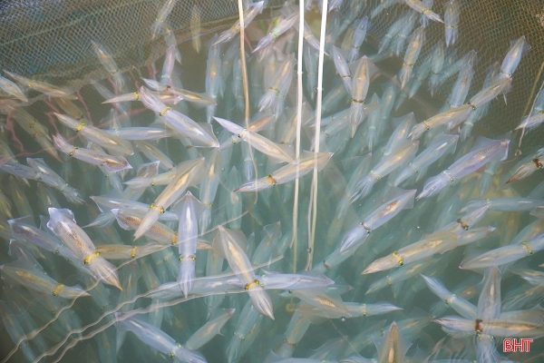 🦑 Ăn Thử Mực Nhảy Vũng Áng Hà Tĩnh: Review Thật 100% Từ Dân Bản Địa