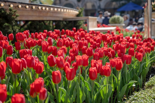 BÍ KÍP CHỤP ẢNH TRIỆU VIEW TẠI VƯỜN HOA TULIP BÀ NÀ HILLS 2026