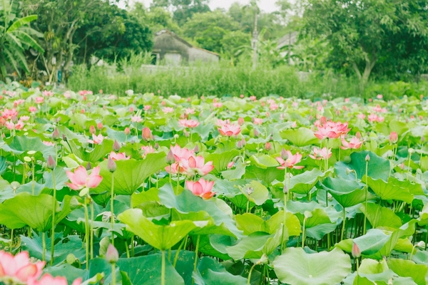 Về thăm quê Bác: Hướng dẫn chi tiết hành trình về làng Sen và làng Hoàng Trù 2026
