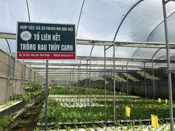 Liên kết sản xuất và tiêu thụ rau sạch