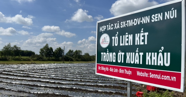 LIÊN KẾT TRỒNG ỚT HỮU CƠ XUẤT KHẨU