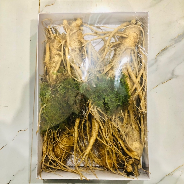 Sâm tươi 6 củ 1kg