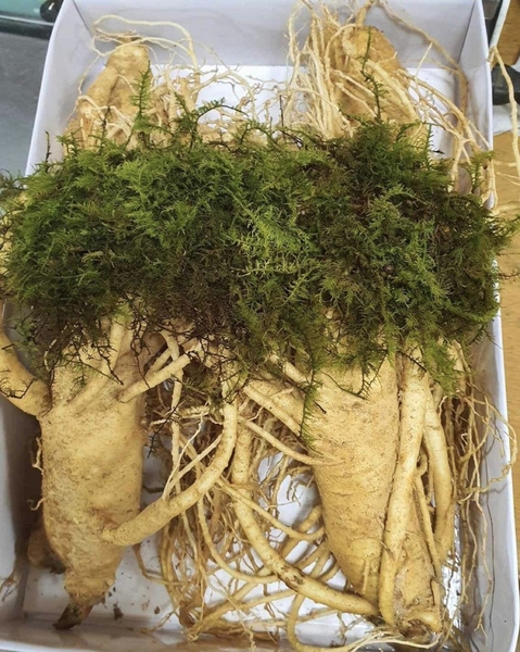 Sâm tươi 4 củ 1kg