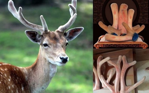 Nhung hươu là gì? Có chữa được yếu sinh lý không? Tác dụng thực tế & lưu ý khi dùng 