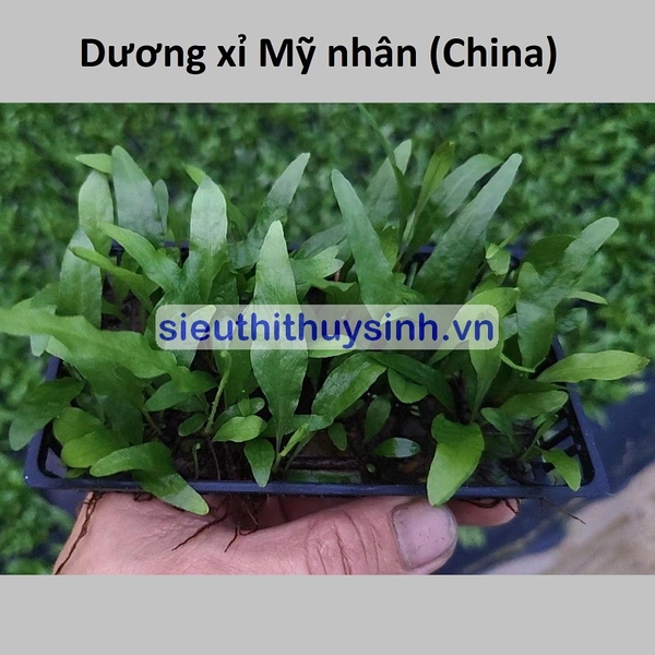 cay-duong-xi-my-nhan-china-vi-nhua