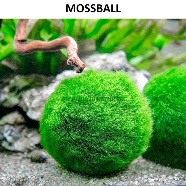 tao-cau-mossball-cay-thuy-sinh