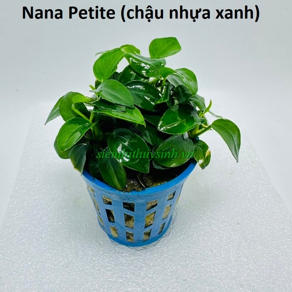 nana-petite-chau-xanh-cay-thuy-sinh