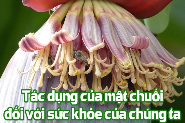 Các công dụng của mật chuối đối với sức khỏe