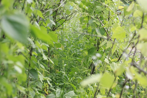 Thực phẩm thuần tự nhiên là gì?