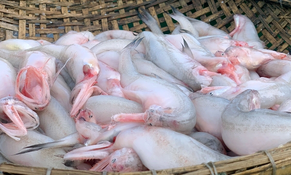Cá khoai hay còn gọi là cá cháo