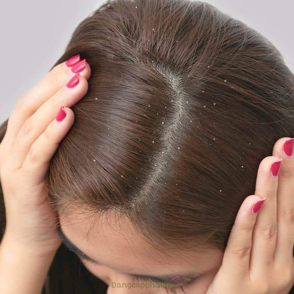 TẤT TẦN TẬT VỀ GÀU