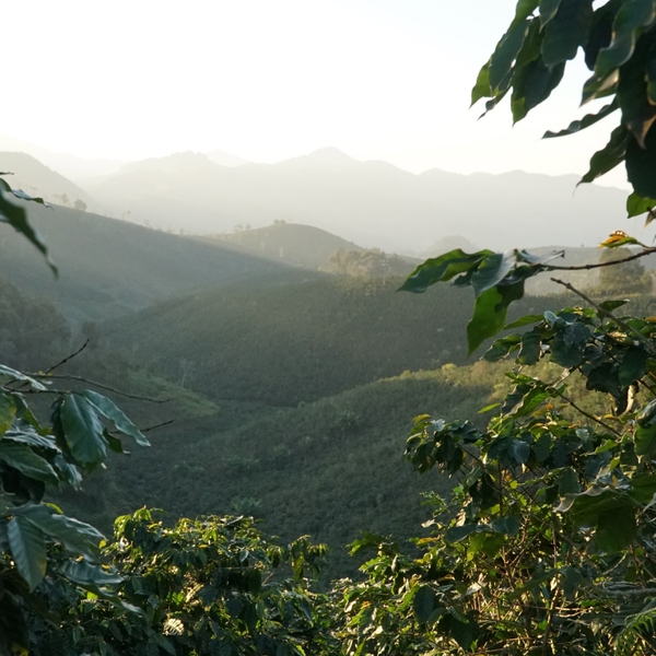 Sơn La Arabica