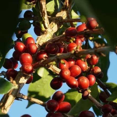 Sơn La Arabica