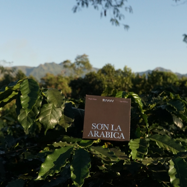 Sơn La Arabica