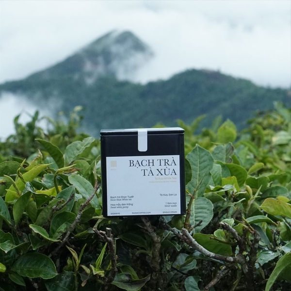 Bạch Trà Shan Tuyết Cổ Thụ