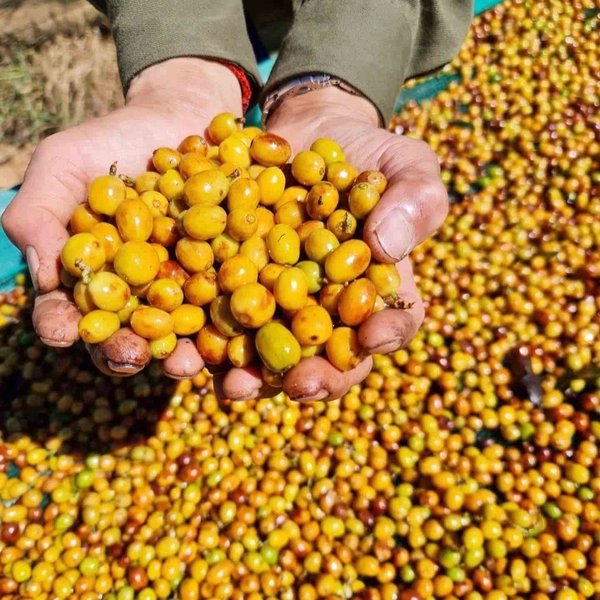 Đà Lạt Natural Bourbon