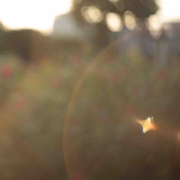 Đà Lạt Honey Typica