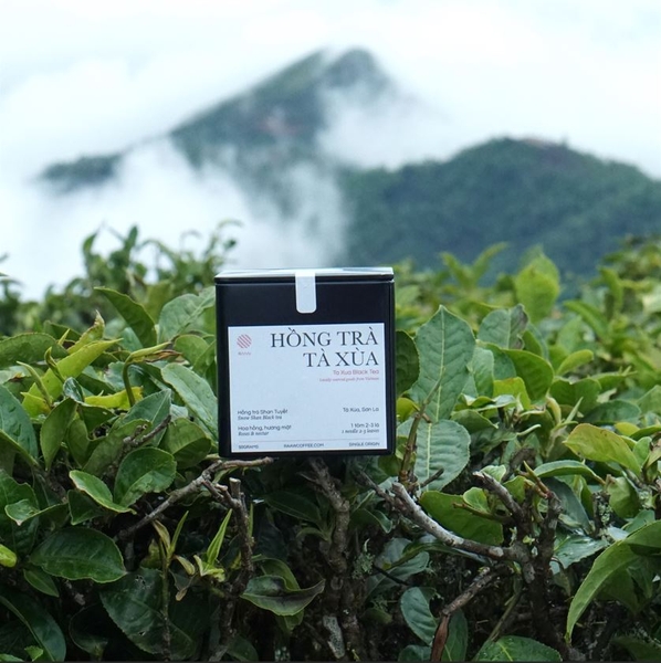 Hồng Trà Shan Tuyết