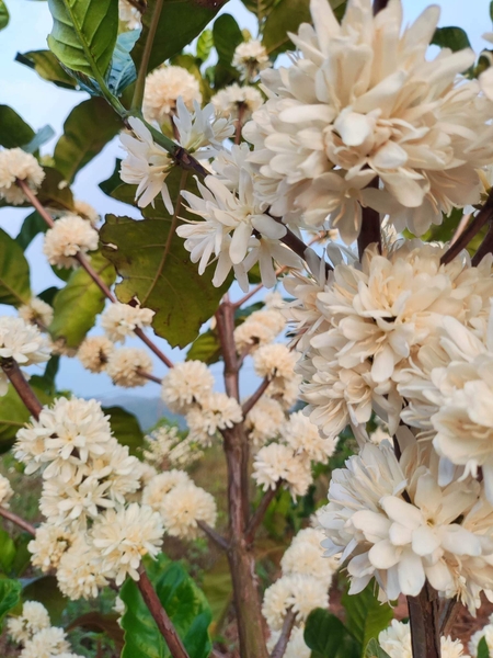 Quảng Trị Liberica