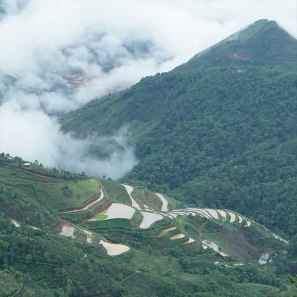 Bạch Trà Shan Tuyết Cổ Thụ