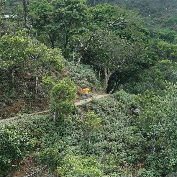 Hồng Trà Shan Tuyết