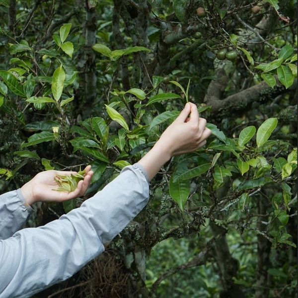 Hồng Trà Shan Tuyết