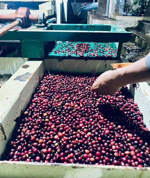 Dak Lak Fine Robusta