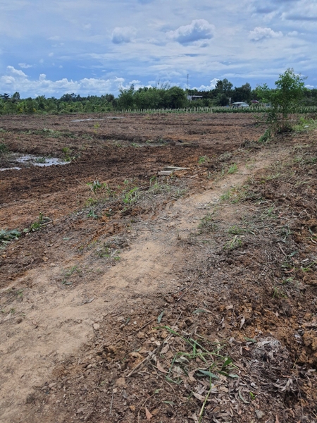 Ms04- Bán đất ngang 19mx66m xã Hưng Thạnh,Tân Phước,Tiền Giang | Lộ đất 3m