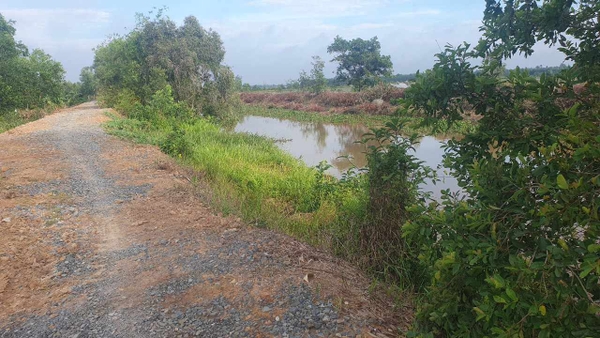 Ms26_Bán đất 18,5 công khóm giá 3 tỷ