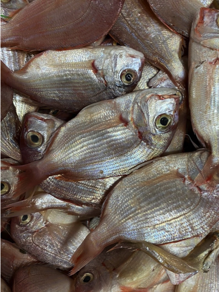 Frozen Seabream Surimi Amigo Seafood Processing JSC