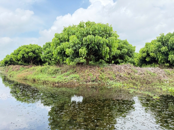 🌳 SIÊU PHẨM TRANG TRẠI SINH THÁI 5.3 HECTA – TỌA ĐỘ VÀNG ĐÓN ĐẦU CAO TỐC & KCN