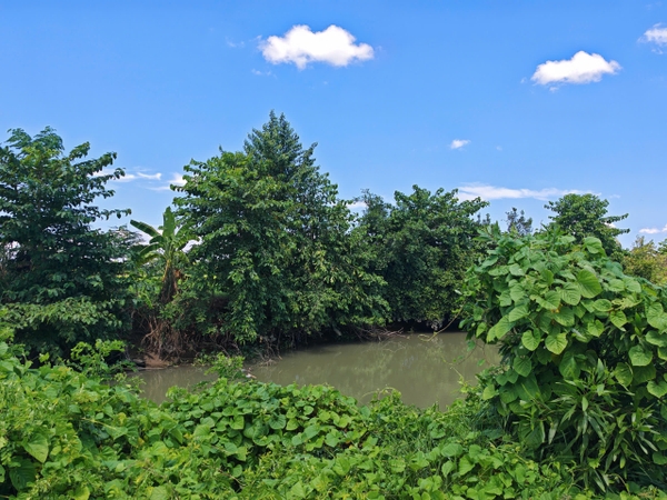 🌿 BÁN 5.200 m² ĐẤT LẬP VƯỜN GIÁ TỐT – KÊNH SÁU BỬU, MỸ THỚI
