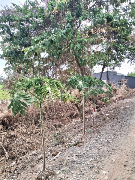 🌾 BÁN ĐẤT LẬP VƯỜN GIÁ RẺ – MỸ THỚI (CHỈ 450 TRIỆU/MIẾNG)