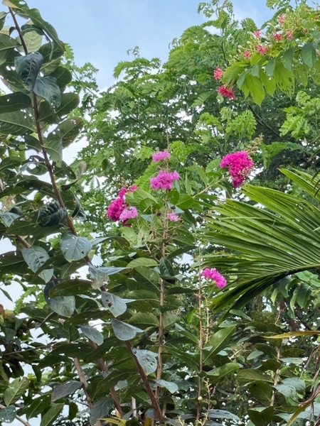 🌿 ĐẤT VƯỜN NGHỈ DƯỠNG BÌNH ĐỨC – VIEW KÊNH MÁT MẺ