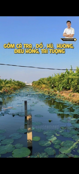 🌿 CHO THUÊ HOẶC HỢP TÁC – SIÊU PHẨM VƯỜN SINH THÁI MẶT TIỀN TUYẾN TRÁNH (MỸ HÒA)