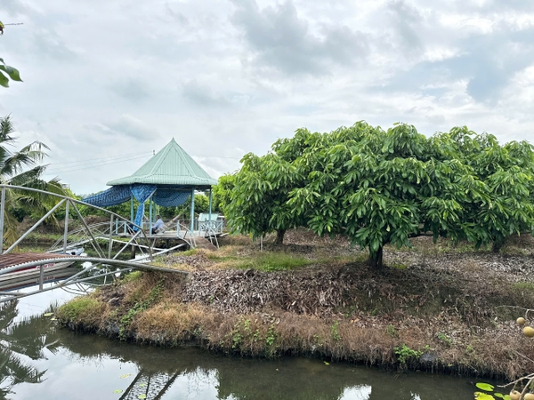🌳 SIÊU PHẨM TRANG TRẠI SINH THÁI 5.3 HECTA – TỌA ĐỘ VÀNG ĐÓN ĐẦU CAO TỐC & KCN