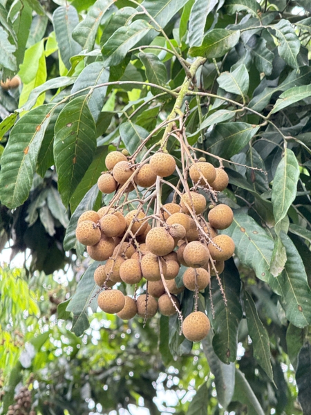 🌳 SIÊU PHẨM TRANG TRẠI SINH THÁI 5.3 HECTA – TỌA ĐỘ VÀNG ĐÓN ĐẦU CAO TỐC & KCN
