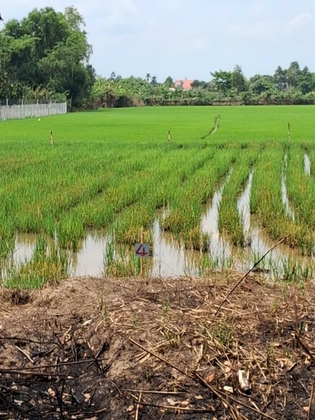 🌾 BÁN ĐẤT LẬP VƯỜN GIÁ RẺ – MỸ THỚI (CHỈ 450 TRIỆU/MIẾNG)
