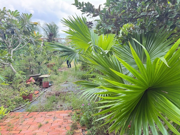🌿 ĐẤT VƯỜN NGHỈ DƯỠNG BÌNH ĐỨC – VIEW KÊNH MÁT MẺ