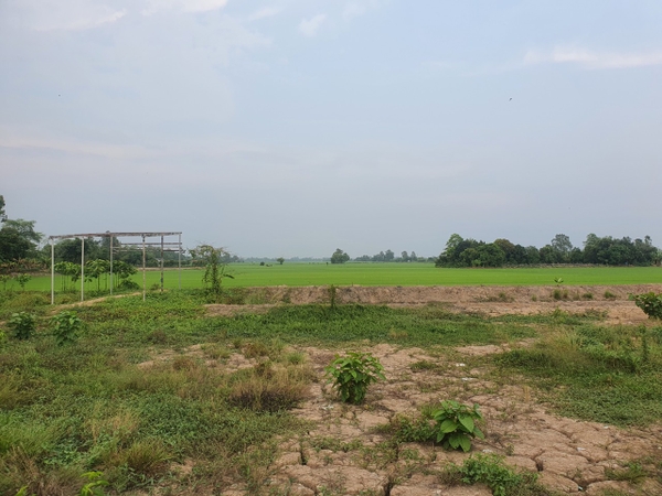 🔰 Bán Đất Ruộng Nhánh Cái Sao Bờ Hồ, Mỹ Thới!