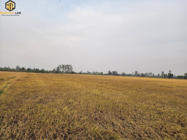 [NP27] Bán 800m2 Đất lúa Kênh ranh Mỹ Hòa