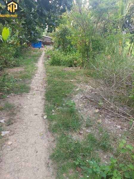 [NP104] Bán 800m2 đất lúa- kênh ranh Mỹ Hòa