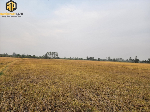 [NP104] Bán 800m2 đất lúa- kênh ranh Mỹ Hòa