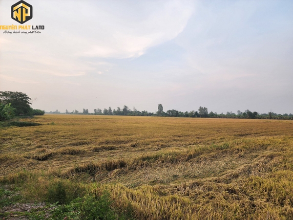 [NP104] Bán 800m2 đất lúa- kênh ranh Mỹ Hòa