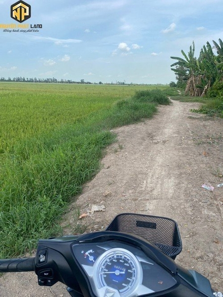 [NP117] Bán 16 công ruộng - xã Bình Thành -H.Thoại Sơn